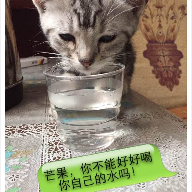 西新墨西哥大学留信网认证